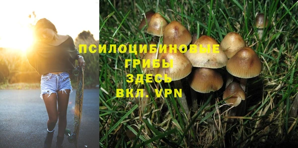 прущие грибы Бородино